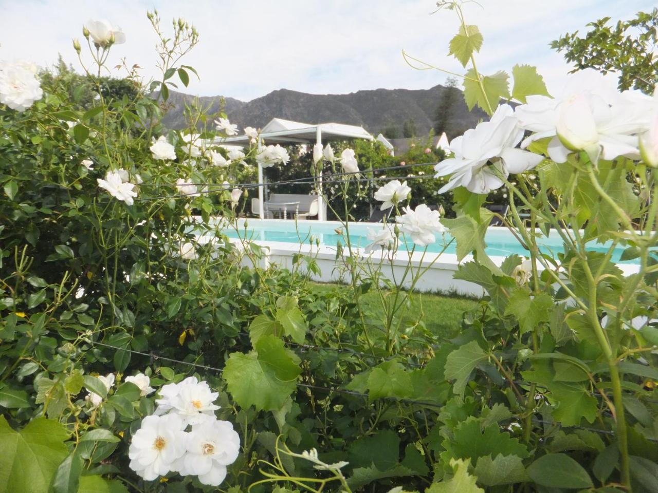 Hotel The Vineyard Country House à Montagu Extérieur photo